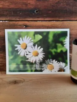 Essenz Gänseblümchen