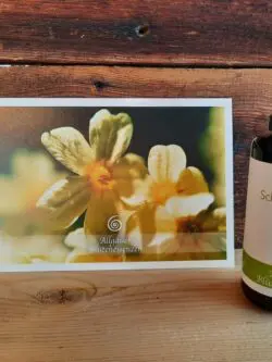 Essenz Schlüsselblume